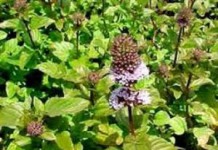 Трава мята перечная: лечебные свойства и противопоказания настойки и чая для женщин при беременности мята перечная фото