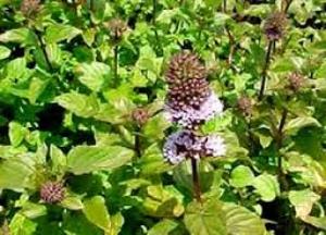 Трава мята перечная: лечебные свойства и противопоказания настойки и чая для женщин при беременности мята перечная фото