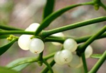 Трава омела белая: лечебные свойства и противопоказания, применение в народной медицине омела белая лечебные свойства и противопоказания фото