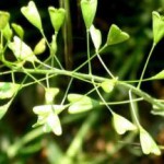 Трава пастушья сумка: противопоказания, полезные и лечебные свойства пастушья сумка фото лечебные свойства