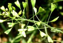 Трава пастушья сумка: противопоказания, полезные и лечебные свойства пастушья сумка фото лечебные свойства