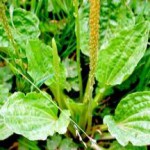 Подорожник большой: полезные свойства и противопоказания, инструкция по применению подорожник полезные свойства и противопоказания