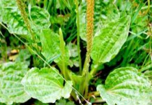 Подорожник большой: полезные свойства и противопоказания, инструкция по применению подорожник полезные свойства и противопоказания