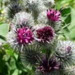 Отвар и экстракт репейника: лечебные свойства репейник лечебные свойства