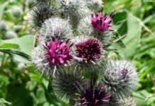 Отвар и экстракт репейника: лечебные свойства репейник лечебные свойства
