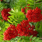 Польза и противопоказания рябины красной для здоровья человека рябина красная полезные свойства и противопоказания