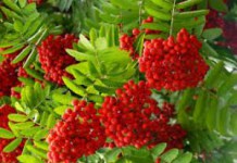 Польза и противопоказания рябины красной для здоровья человека рябина красная полезные свойства и противопоказания