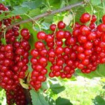 Полезные свойства и противопоказания ягод и листьев красной смородины красная смородина полезные свойства и противопоказания