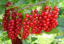 Полезные свойства и противопоказания ягод и листьев красной смородины красная смородина полезные свойства и противопоказания