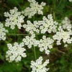 Масло, семена и плоды аниса: полезные свойства, противопоказания и применение анис лечебные свойства и противопоказания