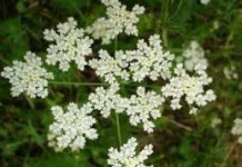 Масло, семена и плоды аниса: полезные свойства, противопоказания и применение анис лечебные свойства и противопоказания