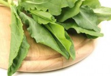 Щавель: польза и вред при беременности и для детей щавель польза и вред