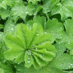 Лечебные свойства и противопоказания травы манжетки в гинекологии манжетка лечебные свойства и противопоказания