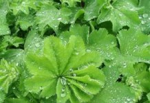 Лечебные свойства и противопоказания травы манжетки в гинекологии манжетка лечебные свойства и противопоказания