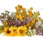 Смесь лекарственных трав: бессмертник, зверобой, ромашка, березовые почки — отзыв о применении травы бессмертник зверобой ромашка березовые почки