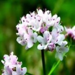 Как принимать настойку валерианы: инструкция по применению, противопоказания, способы и дозировка мед с грецкими орехами польза и вред