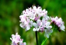 Как принимать настойку валерианы: инструкция по применению, противопоказания, способы и дозировка мед с грецкими орехами польза и вред