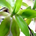 Рецепт настойки золотого уса на водке, как принимать, отзывы настойка золотого уса на водке применение