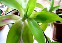 Рецепт настойки золотого уса на водке, как принимать, отзывы настойка золотого уса на водке применение