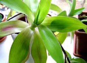 Рецепт настойки золотого уса на водке, как принимать, отзывы настойка золотого уса на водке применение