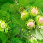 В чем разница лещины и фундука — полезные свойства для организма лещина и фундук в чем разница