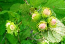 В чем разница лещины и фундука — полезные свойства для организма лещина и фундук в чем разница