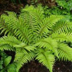 Польза папоротника орляка для человека папоротник польза и вред