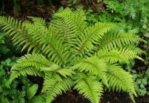 Польза папоротника орляка для человека папоротник польза и вред