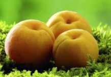 Калорийность абрикосов: польза и вред для здоровья женщин и мужчин абрикосы польза и вред