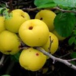 Плоды айвы японской: полезные свойства и противопоказания айва японская плоды фото