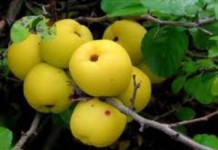 Плоды айвы японской: полезные свойства и противопоказания айва японская плоды фото