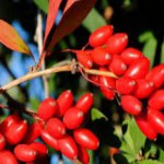 Цветы и плоды барбариса: полезные свойства и противопоказания барбарис полезные свойства и противопоказания