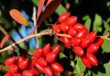 Цветы и плоды барбариса: полезные свойства и противопоказания барбарис полезные свойства и противопоказания