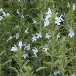 Садовый чабер: полезные свойства и противопоказания, как использовать в домашних условиях чабер фото