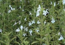 Садовый чабер: полезные свойства и противопоказания, как использовать в домашних условиях чабер фото