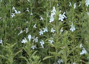 Садовый чабер: полезные свойства и противопоказания, как использовать в домашних условиях чабер фото