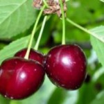Полезные свойства и противопоказания красной и желтой черешни для организма человека полезные свойства черешни