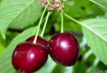 Полезные свойства и противопоказания красной и желтой черешни для организма человека полезные свойства черешни