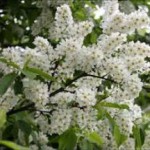 Польза и вред листьев, цветов и ягод черёмухи для здоровья черёмуха полезные свойства и противопоказания