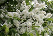 Польза и вред листьев, цветов и ягод черёмухи для здоровья черёмуха полезные свойства и противопоказания