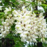 Чем полезен цвет акации — лечебные свойства, противопоказания и применение цвет акации лечебные свойства