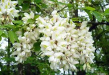 Чем полезен цвет акации — лечебные свойства, противопоказания и применение цвет акации лечебные свойства