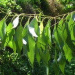 Эвкалипт: лечебные свойства настойки в домашних условиях эвкалипт лечебные свойства и противопоказания