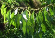 Эвкалипт: лечебные свойства настойки в домашних условиях эвкалипт лечебные свойства и противопоказания