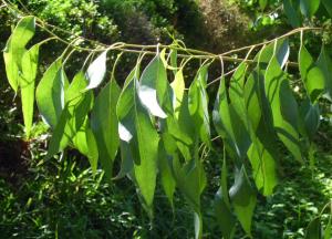 Эвкалипт: лечебные свойства настойки в домашних условиях эвкалипт лечебные свойства и противопоказания