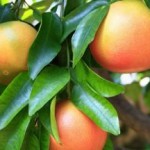 Польза грейпфрута для организма человека при похудении и противопоказания при беременности грейпфрут польза и вред