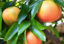 Польза грейпфрута для организма человека при похудении и противопоказания при беременности грейпфрут польза и вред