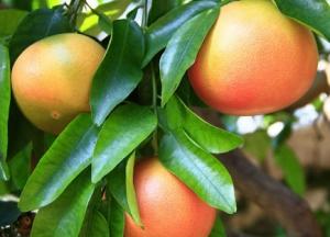 Польза грейпфрута для организма человека при похудении и противопоказания при беременности грейпфрут польза и вред