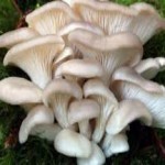 Полезные свойства и противопоказания грибов вешенки грибы вешенки польза и вред