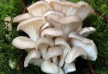 Полезные свойства и противопоказания грибов вешенки грибы вешенки польза и вред